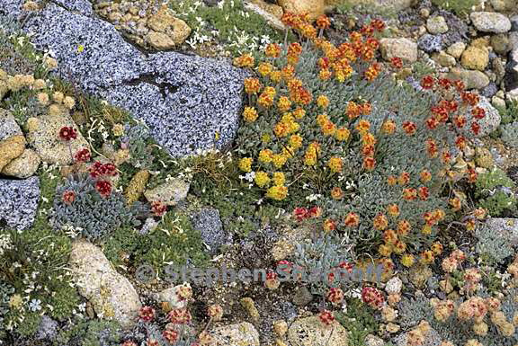 mixed flowers alpine 1 graphic